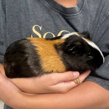 Rescue Guinea Pig Guinea Pigs for Adoption in Lynchburg, Virginia - Jane | PetCurious